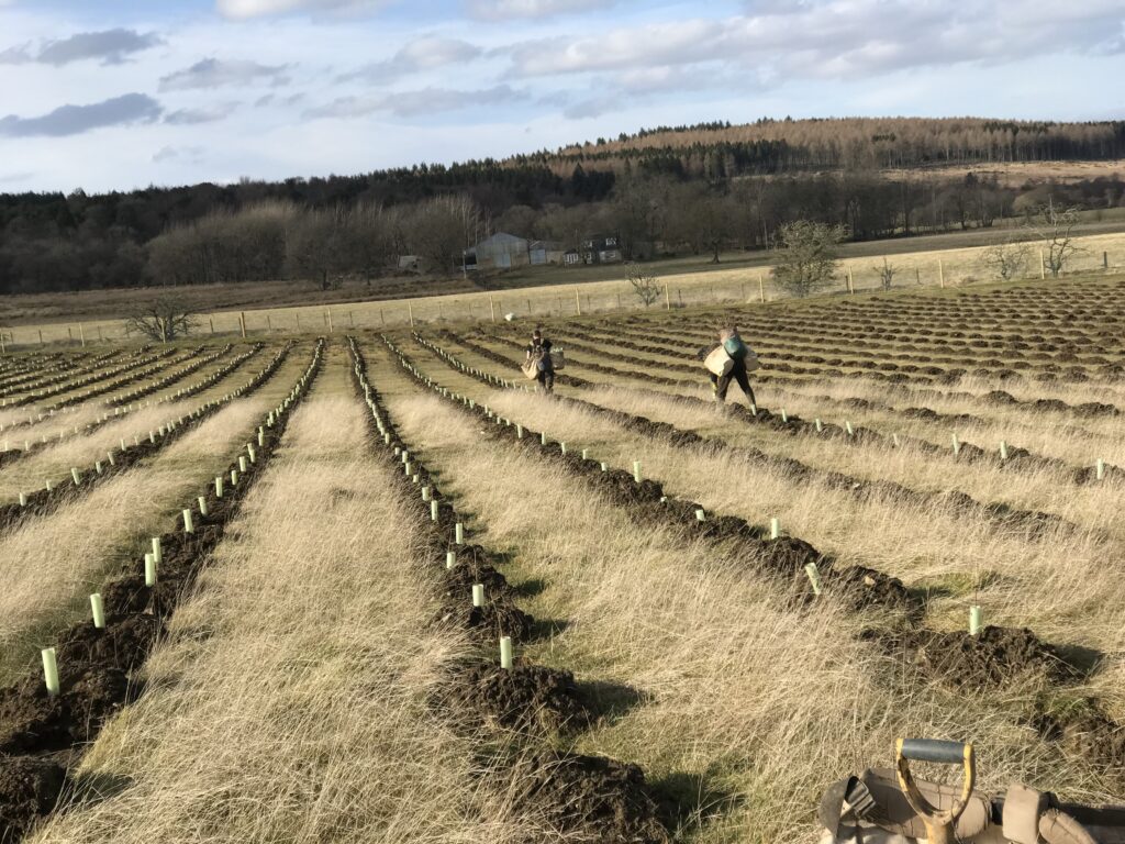 trees planting