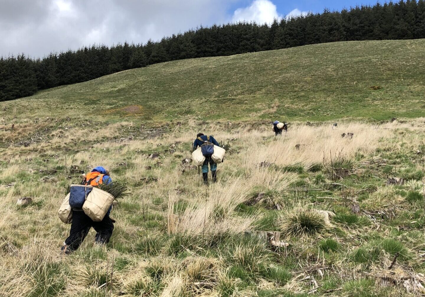 trees planting