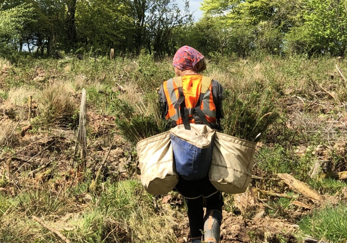 trees planting